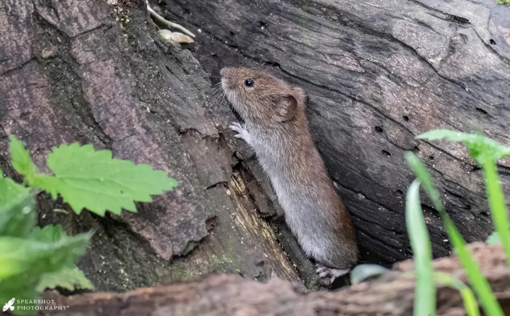Wildlife at Welham Lake