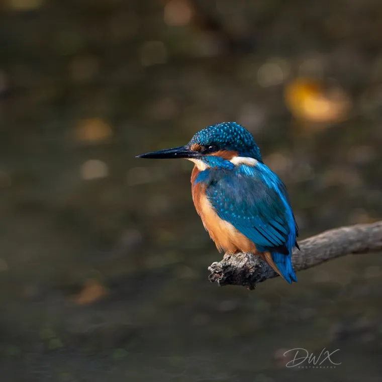 Wildlife photographed at Welham Lake